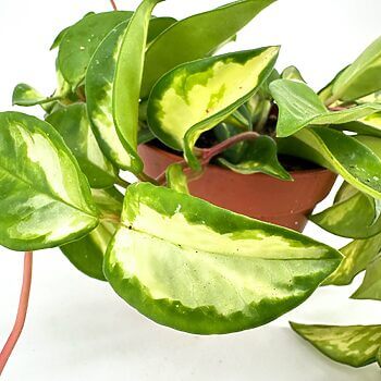 Variegated pothos with heart-shaped green and yellow leaves in a terracotta pot against white background.