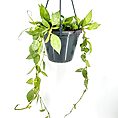 Hanging pot with lush green heart-shaped vines against a clean white background.