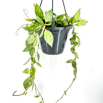 Hanging pot with lush green heart-shaped vines against a clean white background.