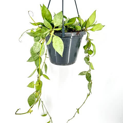 Hanging pot with lush green heart-shaped vines against a clean white background.