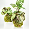 Potted plants with vibrant leaves in moss balls on a minimalist white background.