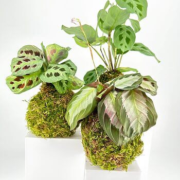 Potted plants with vibrant leaves in moss balls on a minimalist white background.