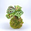 Kokedama plant with vibrant green leaves and maroon spots, set on a moss ball.