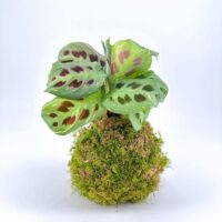 Kokedama plant with vibrant green leaves and maroon spots, set on a moss ball.