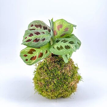 Kokedama plant with vibrant green leaves and maroon spots, set on a moss ball.