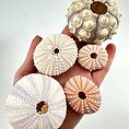 Hand holding colourful sea urchin shells, showcasing diverse marine life textures and patterns.