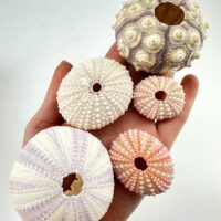 Hand holding colourful sea urchin shells, showcasing diverse marine life textures and patterns.