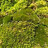 Fresh Live Moss Terrarium Vivarium Selection