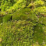 Fresh Live Moss Terrarium Vivarium Selection