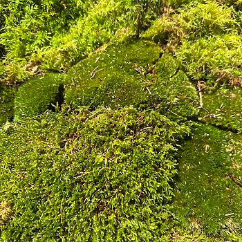 Lush, vibrant green moss carpet in a moist, wooded environment, showcasing varied textures and hues.