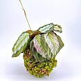 Elegant plant arrangement with moss, marbled leaves, and delicate blossoms on white background.