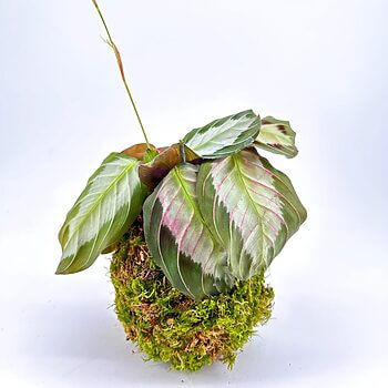 Elegant plant arrangement with moss, marbled leaves, and delicate blossoms on white background.