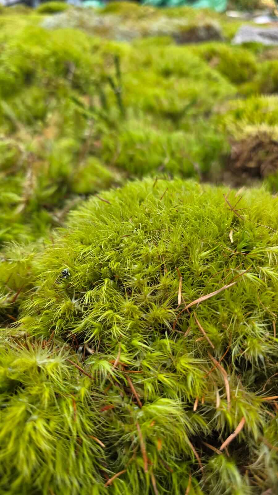 A lush moss carpet in a forest, highlighting vibrant green textures and ecosystem richness.