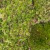 Lush green moss and diverse plant life create a vibrant, textured woodland ecosystem.