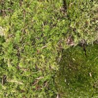 Lush green moss and diverse plant life create a vibrant, textured woodland ecosystem.