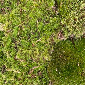 Lush green moss and diverse plant life create a vibrant, textured woodland ecosystem.