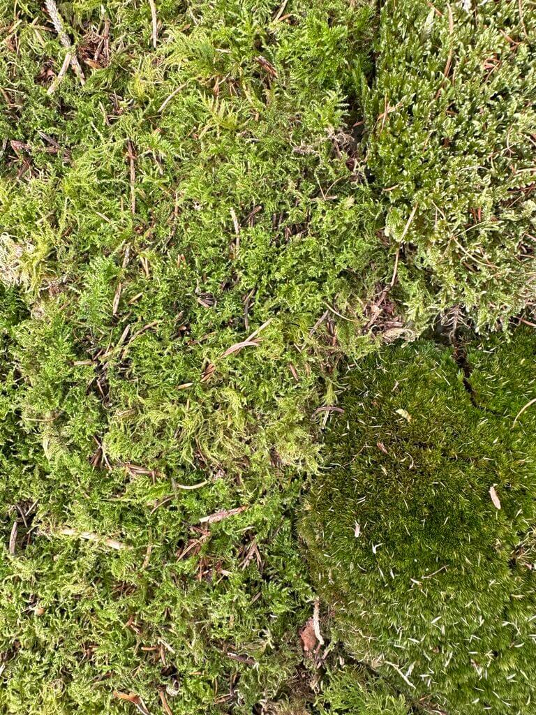 Lush green moss and diverse plant life create a vibrant, textured woodland ecosystem.