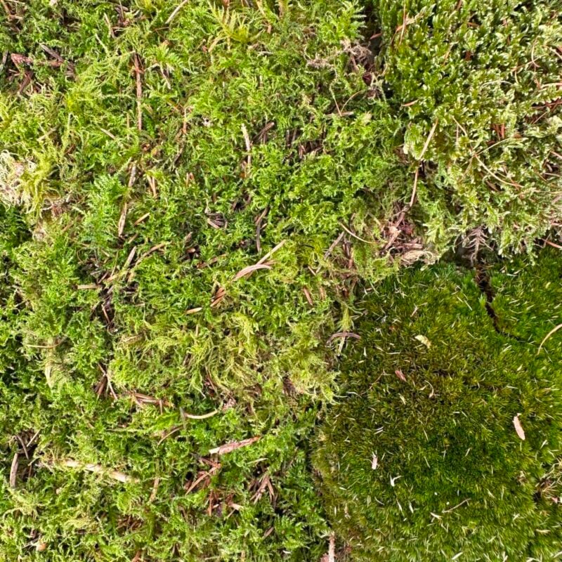 Lush green moss and diverse plant life create a vibrant, textured woodland ecosystem.