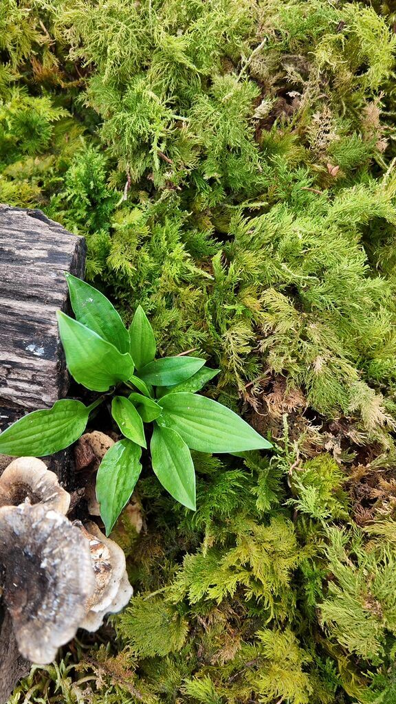 Young green plant on lush moss with weathered wood and fungi, highlighting natures cycle.