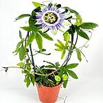 Passiflora Passion Flowers Exotic Climbing Plant