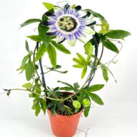 Passionflower plant in terracotta pot, vibrant petals and lush green foliage.