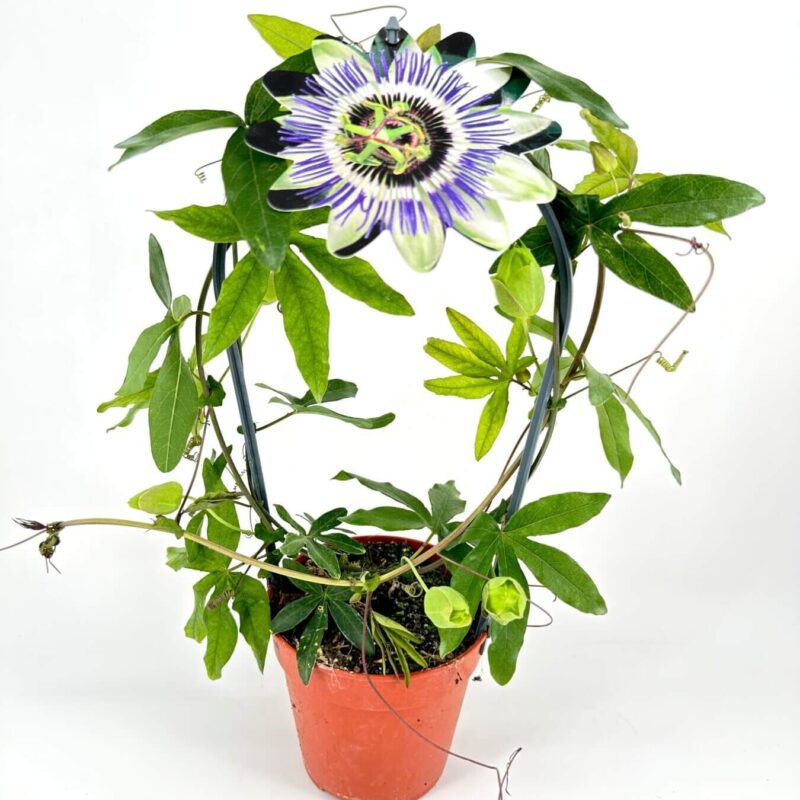 Passionflower plant in terracotta pot, vibrant petals and lush green foliage.