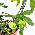 Passionflower plant in a reddish-orange pot with glossy green leaves and developing buds.
