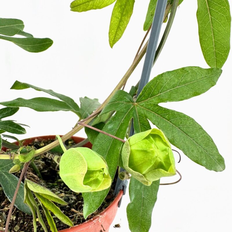 Vibrant Passionflower in a Terracotta Pot Passionflower plant in a reddish-orange pot with glossy green leaves and developing buds.