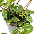 Vibrant houseplant in black pot with glossy, textured leaves and reddish-brown stems.