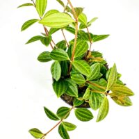 Lush green indoor potted plant with textured leaves on white background.