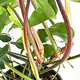 Close-up of a thriving indoor plant with green and reddish stems and glossy leaves.
