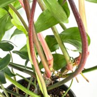 Close-up of a thriving indoor plant with green and reddish stems and glossy leaves.