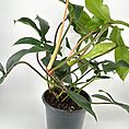 A vibrant houseplant in a black pot with lush green leaves and colourful stems.