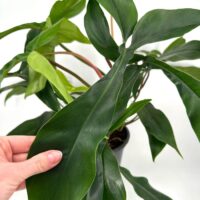 Philodendron plant with glossy leaves held by hand against a white background.