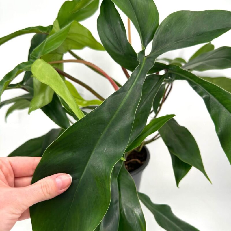 Serene Indoor Philodendron Care Scene Philodendron plant with glossy leaves held by hand against a white background.