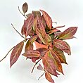 Vibrant plant with green leaves, reddish-brown patterns, in terracotta pot on white background.