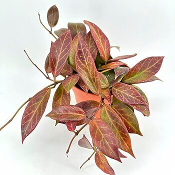 Vibrant plant with green leaves, reddish-brown patterns, in terracotta pot on white background.