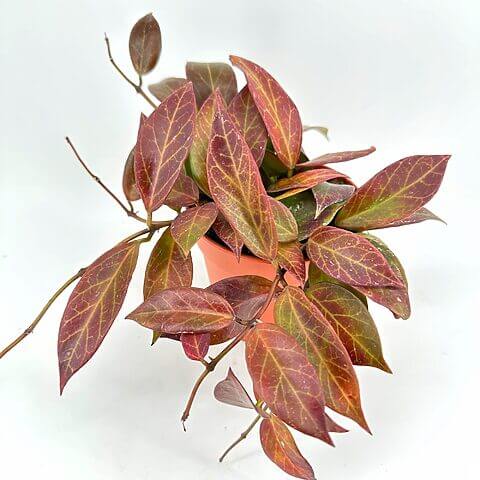Vibrant plant with green leaves, reddish-brown patterns, in terracotta pot on white background.