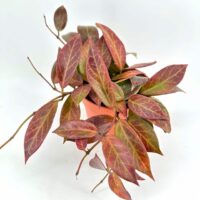 Vibrant plant with green leaves, reddish-brown patterns, in terracotta pot on white background.