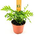 Vibrant green fern in terracotta pot with ruler for height reference on white background.