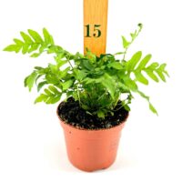 Vibrant green fern in terracotta pot with ruler for height reference on white background.