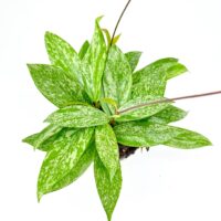 Lush green Pothos plant with marbled leaves on a white background.