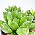 Close-up of vibrant Haworthia succulent with glossy leaves in a black pot.