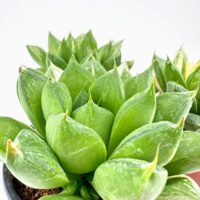 Close-up of vibrant Haworthia succulent with glossy leaves in a black pot.