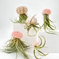 Artistic jellyfish-like sculptures with organic tendrils on minimal pedestals in soft tones.