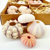 Vibrant sea urchin shells arranged artistically evoke coastal nostalgia and natural beauty.