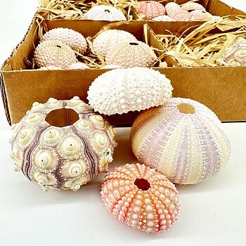 Vibrant sea urchin shells arranged artistically evoke coastal nostalgia and natural beauty.