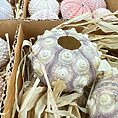 Collection of colourful sea urchin shells in a straw-lined cardboard box.