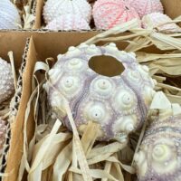 Collection of colourful sea urchin shells in a straw-lined cardboard box.