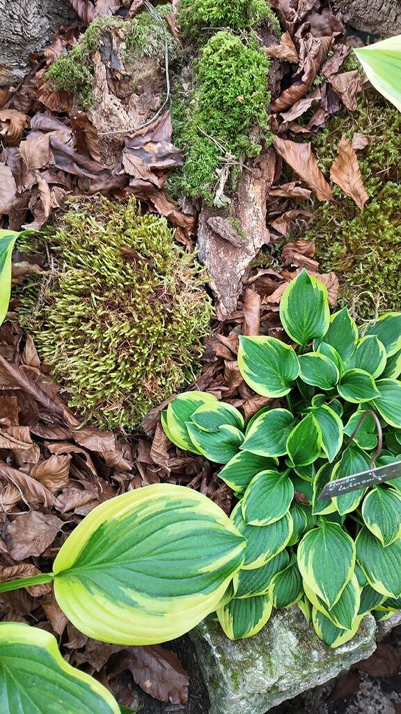 Garden scene with vibrant hosta leaves, moss, fallen leaves, and rustic wood elements.